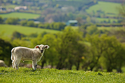 孤单,绵羊,草地,爱尔兰