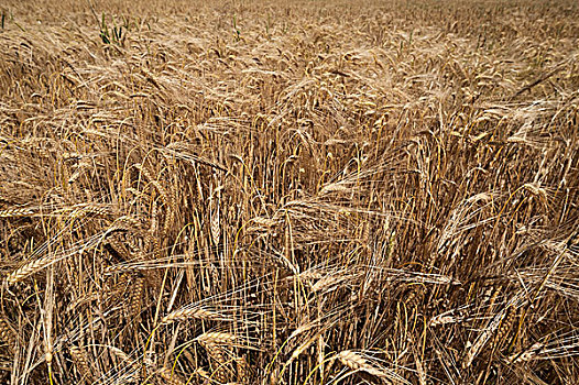 成熟,冬小麦,大麦芽,巴伐利亚,德国,欧洲