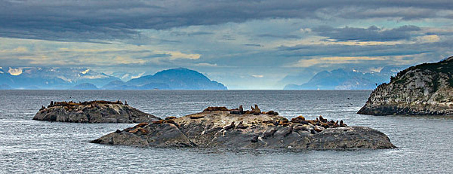 海狮,北海狮,群,室外,靠近,南,大理石,岛屿,冰河湾国家公园,阿拉斯加