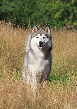 西伯利亚,哈士奇犬,雄性,2岁,站立,草地,德国,欧洲
