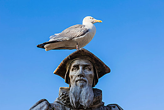 英格兰,德文郡,雕塑,海鸥,顶着