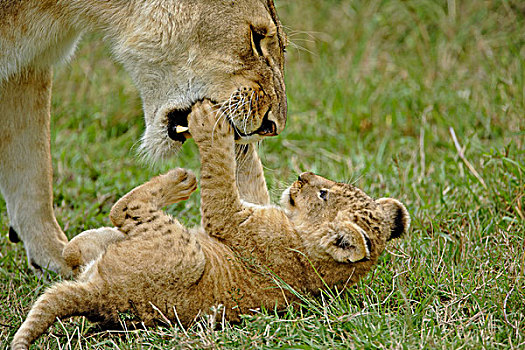 幼狮,玩,母狮,马塞马拉野生动物保护区,肯尼亚