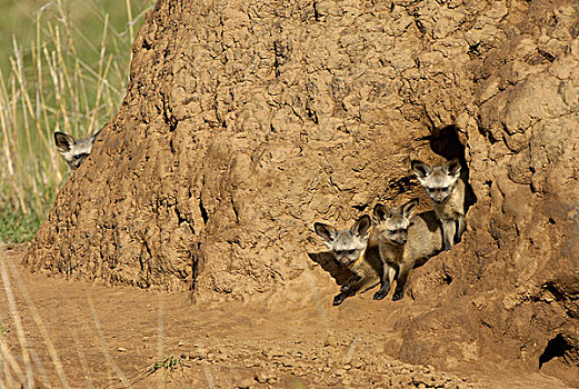 狐狸,幼兽,入口,马赛马拉,肯尼亚,非洲