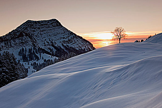 冬天,风景,清新,雪,山丘,阿彭策尔,瑞士,欧洲