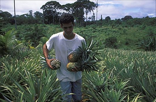 菠萝,种植园,哥斯达黎加