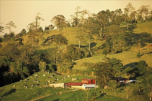 哥斯达黎加,区域,母牛,放牧,乡村,山坡,温暖,下午,亮光