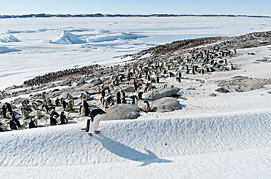 阿德利企鹅,生物群,冰,安静,远处,出海,湾,东方,南极