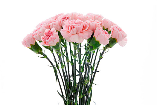母亲节快乐,代表母亲的康乃馨盛开了,送上粉色的康乃馨