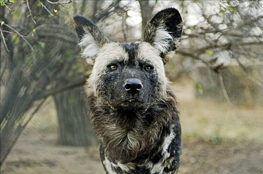 非洲野狗,非洲野犬属,肖像,南非
