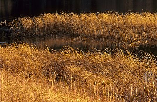 秋天,色彩,草,水塘,艾伯塔省,加拿大