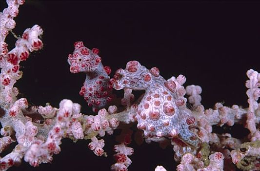 俾格米人,海马,一对,保护色,珊瑚海扇,物种,万鸦老,印度尼西亚