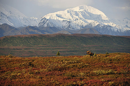 驼鹿,苔原,山,麦金利山,背景,晴朗,秋天,白天,德纳里峰国家公园,室内,阿拉斯加