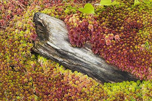 苔藓,老,木头,乔治亚湾,岛屿,国家公园,安大略省,加拿大