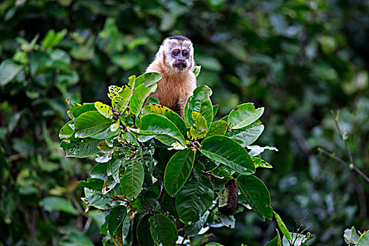 黑帽悬猴,棕色卷尾猴,幼兽,猴子,树,潘塔纳尔,巴西,南美