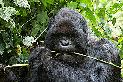 山地大猩猩,大猩猩,银背大猩猩,喂食,国家,卢旺达