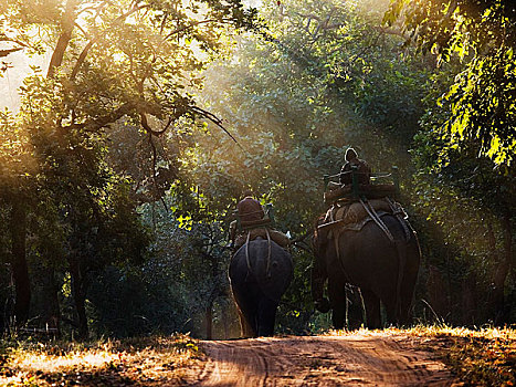 人,骑,大象,班德哈维夫国家公园,中央邦,印度