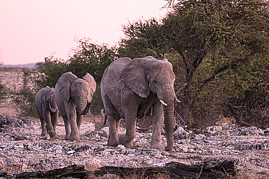 非洲象,埃托沙国家公园,纳米比亚,非洲