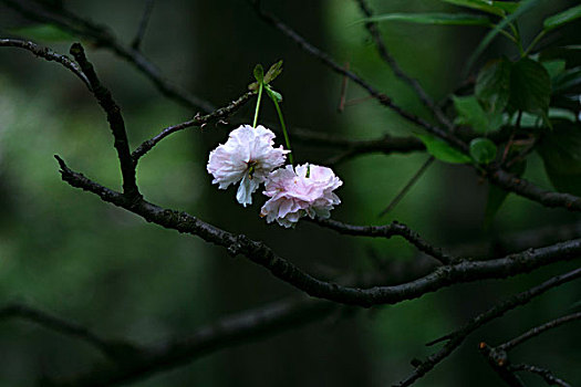 櫻花