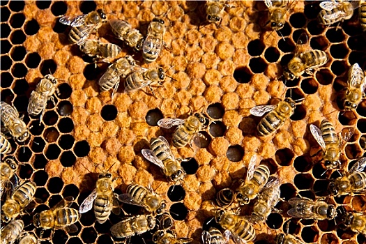 特写,工作,蜜蜂,蜂窝
