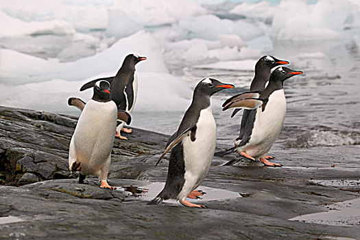巴布亚企鹅,紧张,冰,湾,港口,南极