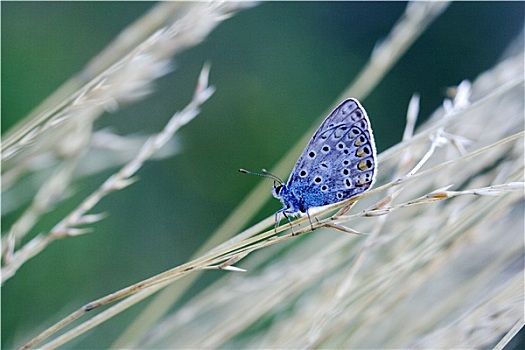 蓝色,蝴蝶