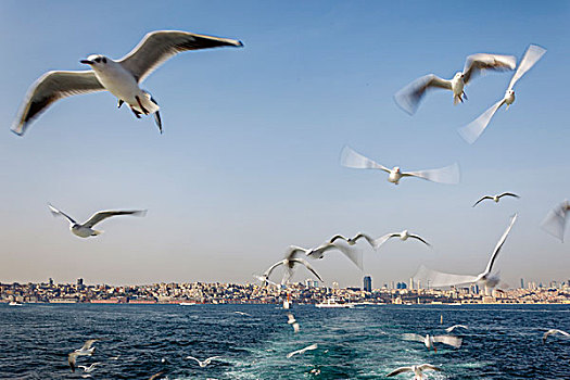 海鸥,博斯普鲁斯海峡,伊斯坦布尔,土耳其