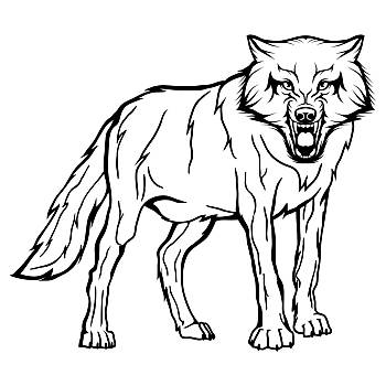 素描,野生,插画,设计,野狗,隔绝,白色背景,背景