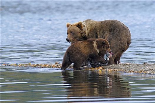 棕熊,母兽,幼兽,捕鱼,布鲁克斯河,国家公园,阿拉斯加,美国