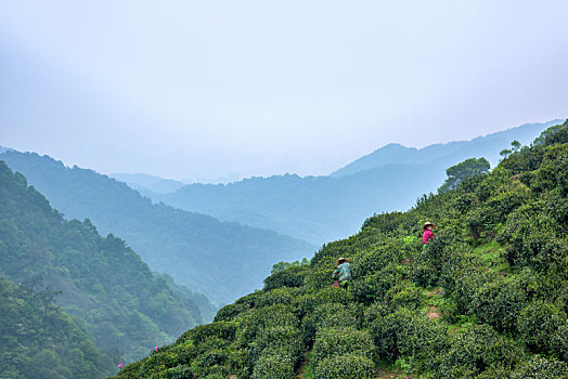 龙井茶茶山采茶女