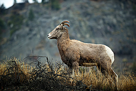 落基山,大角羊,母羊,瀑布山,不列颠哥伦比亚省,河,大幅,尺寸