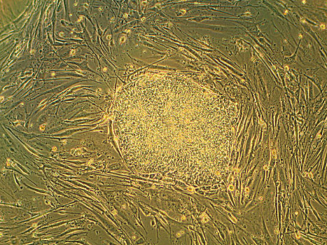 显微照片,干细胞