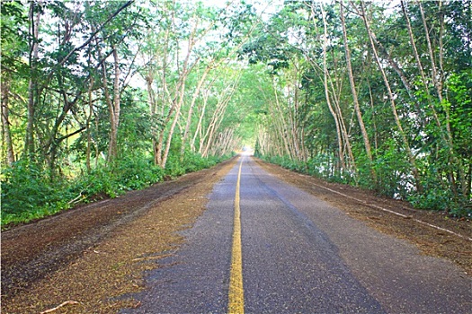 道路,绿色,树,隧道