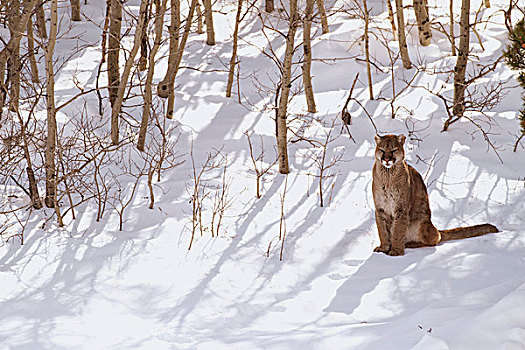 美洲狮,野生,女性,坐,雪中,冰川国家公园,蒙大拿