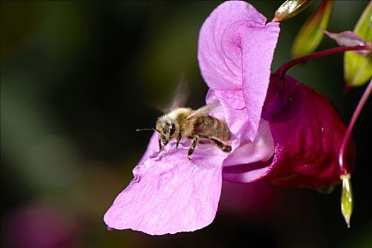 蜜蜂,离开,花