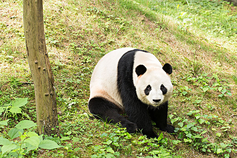 大熊猫的图片全身特点图片