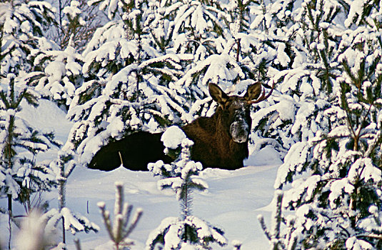 麋鹿,雪中