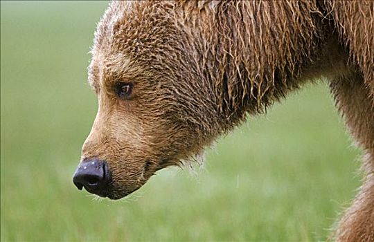 棕熊,侧面,阿拉斯加