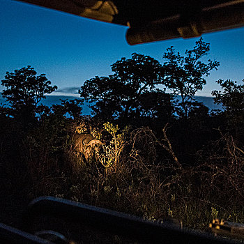 非洲水牛,路边,夜晚,克鲁格国家公园,南非