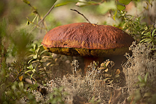 特写,蘑菇,前景,苔藓