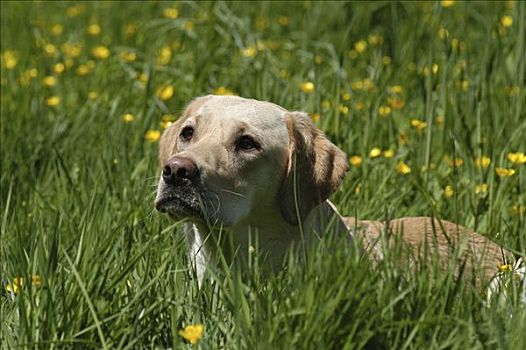 黄色拉布拉多犬,母狗,卧,草丛