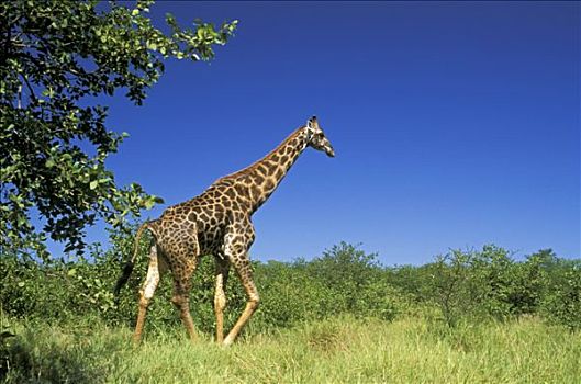 南非,国家公园,长颈鹿,热带草原