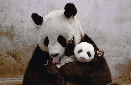 大熊猫,俘获,新生,学习,亲情,技能,玩具,幼仔,拒绝,2003年,2004年,新,幼兽,卧龙自然保护区,中国