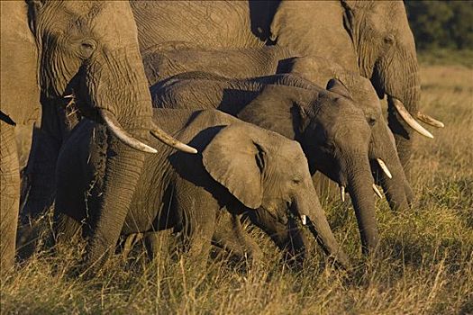 非洲象,牧群,幼兽,马赛马拉,肯尼亚