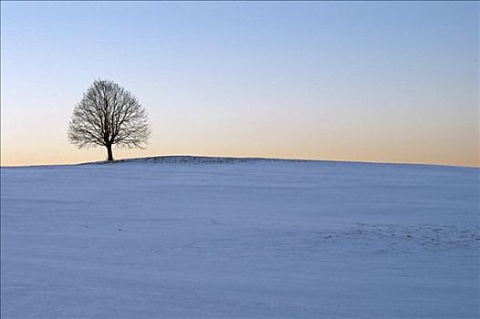 孤树,雪地,上巴伐利亚,德国