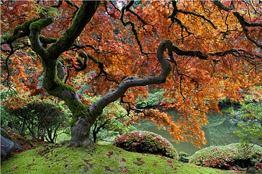 红枫,日式庭园
