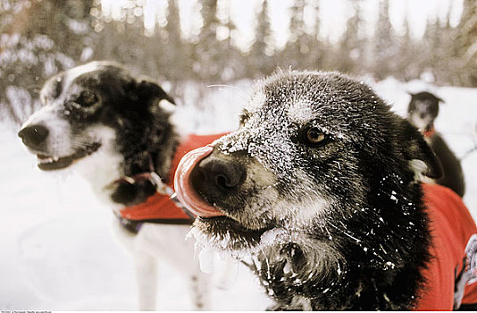 雪橇狗,舔,雪,脸