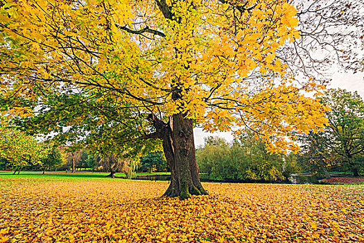 大树,公园,秋天,黄色,枫叶,遮盖,地面