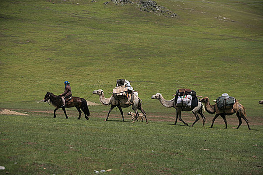 新疆喀纳斯用骆驼迁徙放牧的哈萨克人