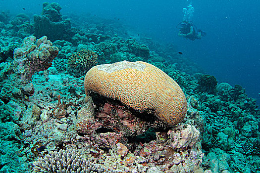 大脑,珊瑚,环礁,马尔代夫,印度洋