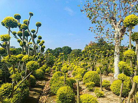 苗木基地,园林绿化